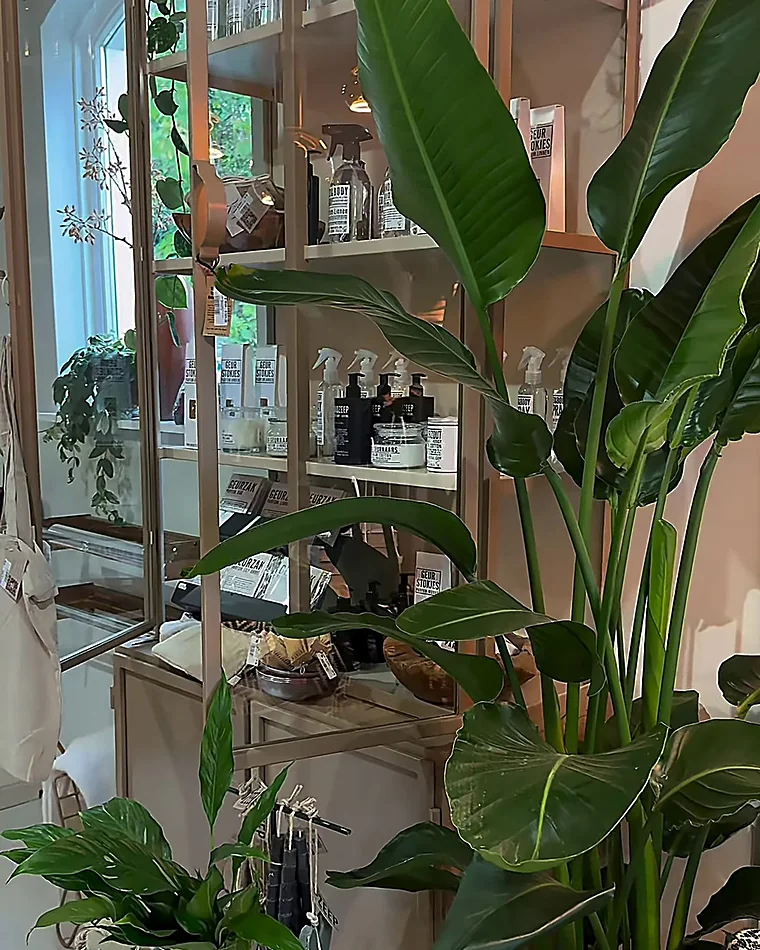 De kast met planten en lifestyle
